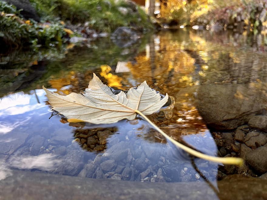 лист, поток, падать, воды, осень, время года, лес, желтый, дерево, крупный план, отражение