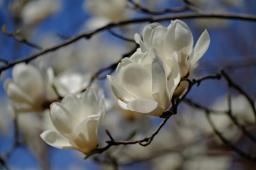 bunga, musim semi, magnolia, berkembang, mekar, pertumbuhan, makro, kelopak, pohon, alam, kepala bunga