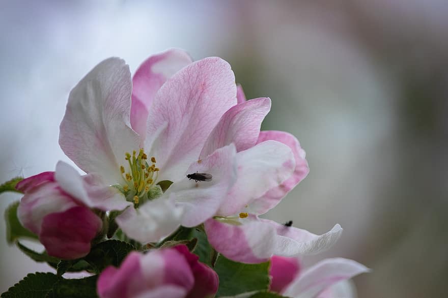 æbleblomster, blomster, insekt, hvide blomster, kronblade, knopper, flor, blomstre, afdeling, æbletræ, forår