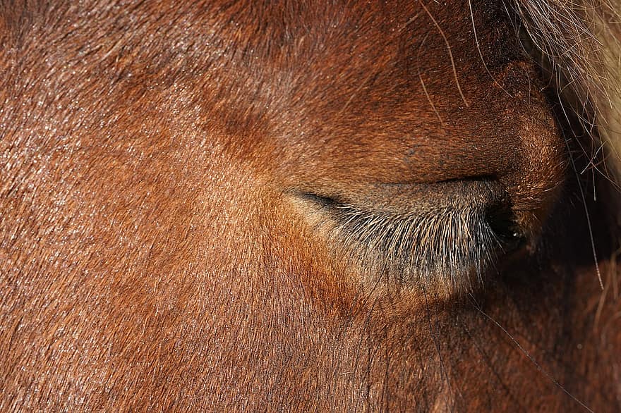 Eye, Face, Horse, Comtois Horse, Equine, Animal, Brown, close-up, animal head, stallion, farm