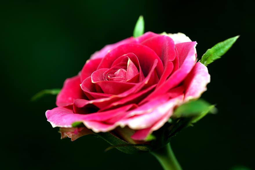 троянда, Червона роза, Червона квітка, квітка, флора, природи