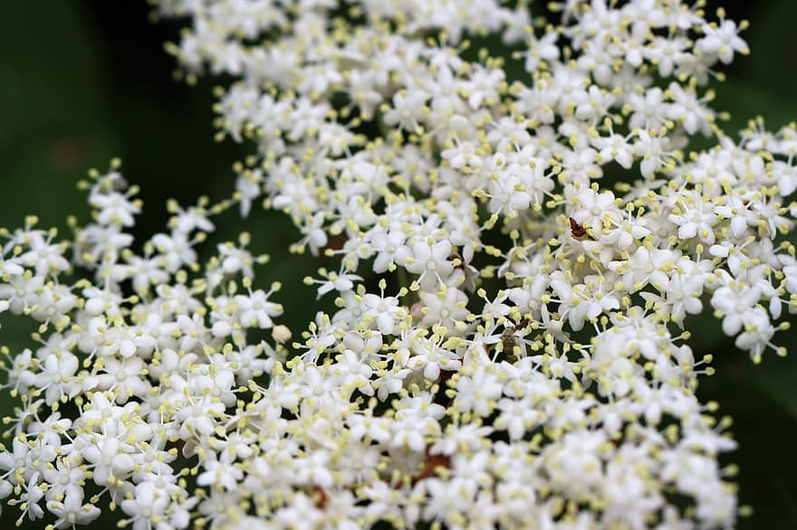 hirven kukkia, Elderflowers, valkoinen, kukat, pieniä kukkia, valkoiset kukat, terälehdet, valkoiset terälehdet, kukinta, kukka, kasvisto