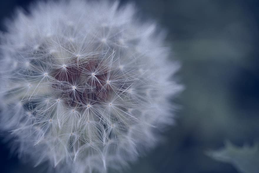 Dandelion, Flower, Wildflower, Nature, Close Up, close-up, plant, macro, backgrounds, abstract, seed