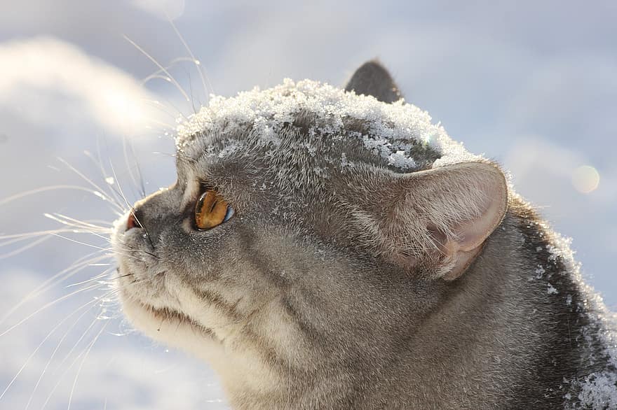 con mèo, vật nuôi, thú vật, động vật có vú, tuyết, giống, Mai toc ngăn của ngươi anh, mèo con, lông thú, mèo nhà, dễ thương
