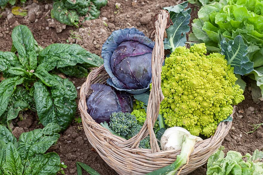 zeleniny, sklizeň, výživa, jídlo, zemědělství, římské zelí, špenát, salát, cibule, košík, svěžest