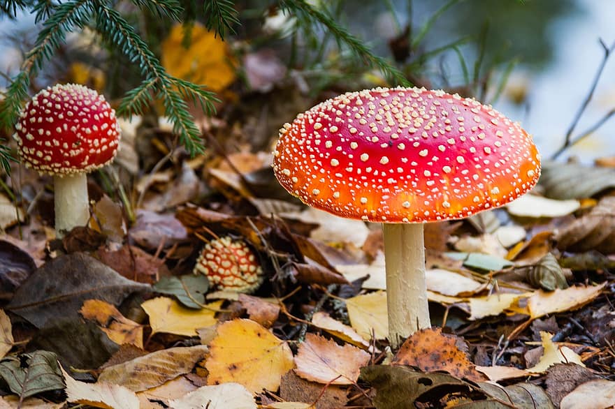 Fly Agaric, Mushrooms, Wild Mushrooms, Sponge, Spore, Fungi, Mycology, Forest Ground, Toxic, Speckled, Forest