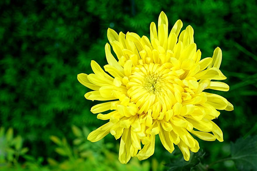 krisan, bunga, bunga kuning, kelopak, kelopak kuning, berkembang, mekar, flora, menanam