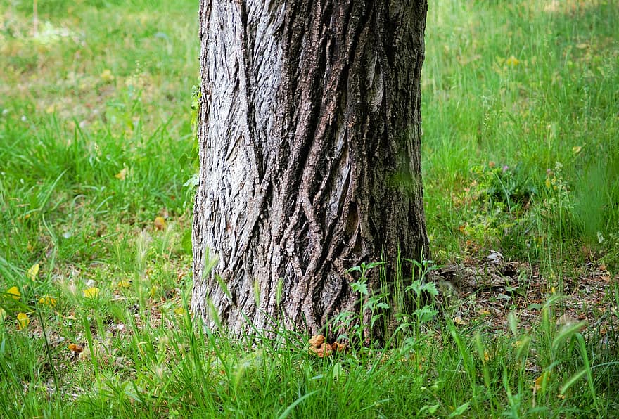 Trunk, Tree, Nature, Plant, Garden, Grass, Earth, forest, green color, summer, close-up