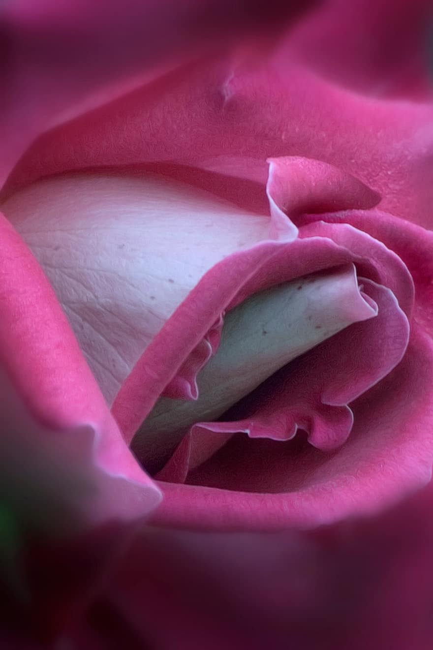 rosa, flor, beleza, pétalas, Flor rosa, perto, brotar, amor, flora, botânica, romântico