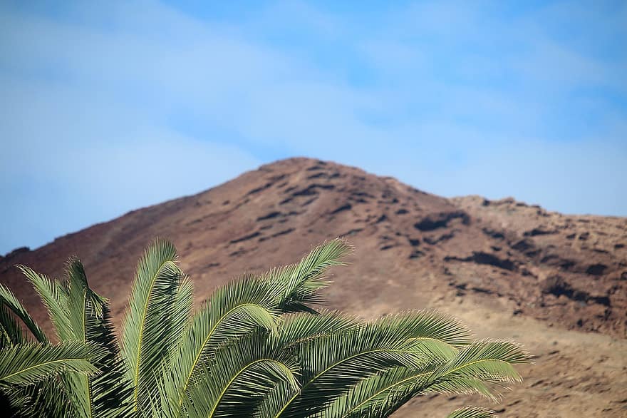 Spain, Palm Tree, Mountain, Lanzarote, summer, blue, green color, tree, landscape, tropical climate, leaf