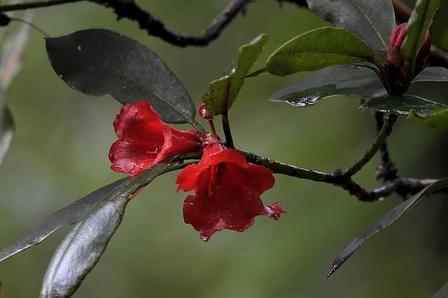 Рододендрон Са Па, вьетнам, са па, лист, крупный план, завод, зеленого цвета, свежесть, цветок, дерево, летом