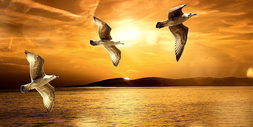 gaivotas, voar, vôo, pássaro, pássaro aquático, animal, agua, lago, mar, por do sol