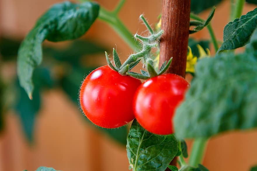 pomidorų, augalų, subrendęs