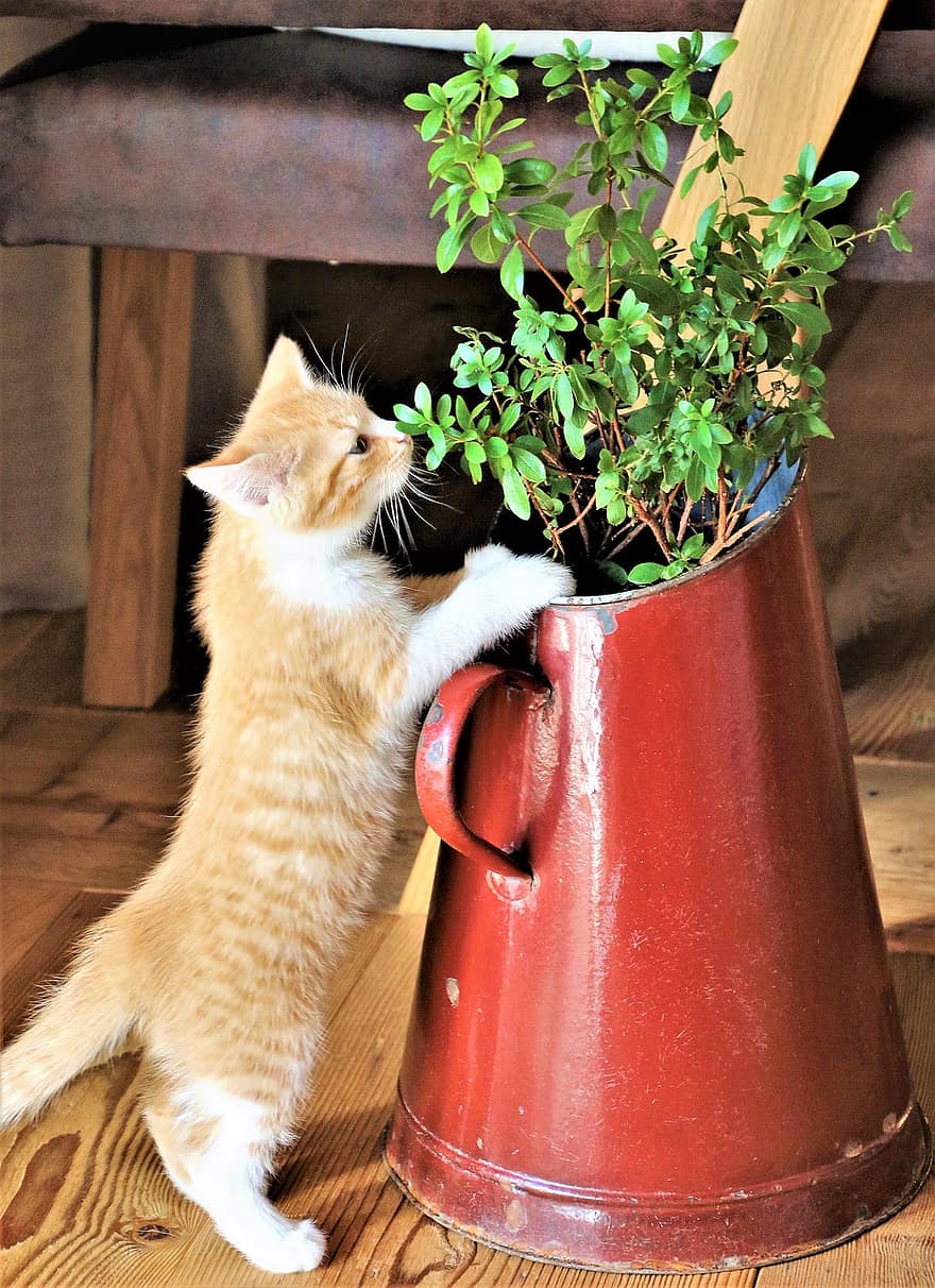 gato, gatinho, plantar, animal, gato jovem, doméstico, felino, mamífero, gato doméstico, vaso de plantas