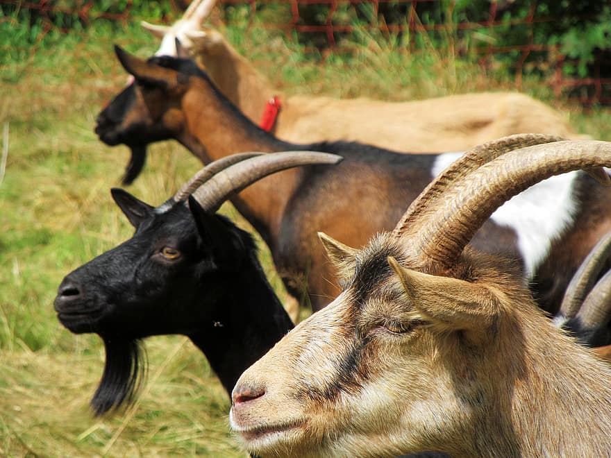 Goats, Horns, Beard, Goatee, Animals, Live Stock, Farm Animals, Mammals, Domestic Goats, Ruminants, Ungulate