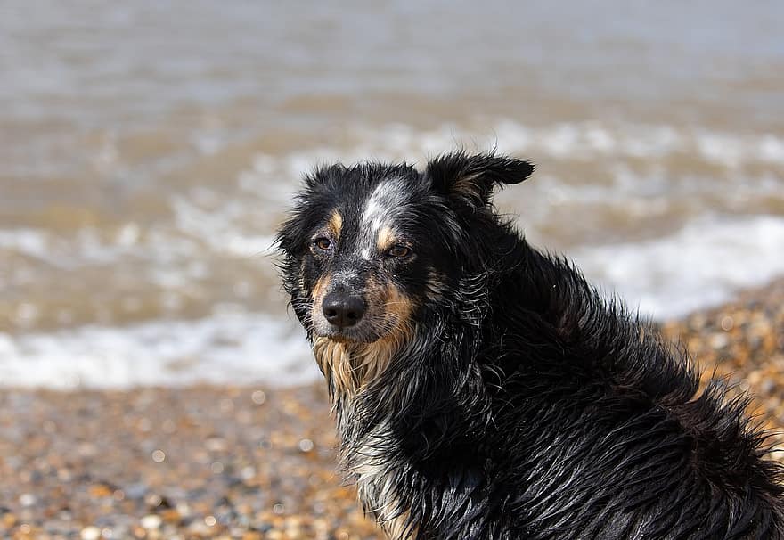 ボーダーコリー、犬、ビーチ、ペット、動物、コリー、黒と白の犬、飼い犬、犬歯、濡れている、海岸