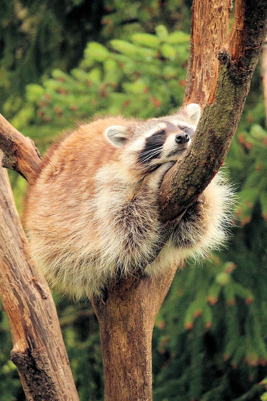 Raccoon, Asleep, Tree, Branches, Sleep, Sleeping, Mammal, Animal, Animal World, Wildlife, Wildlife Photography
