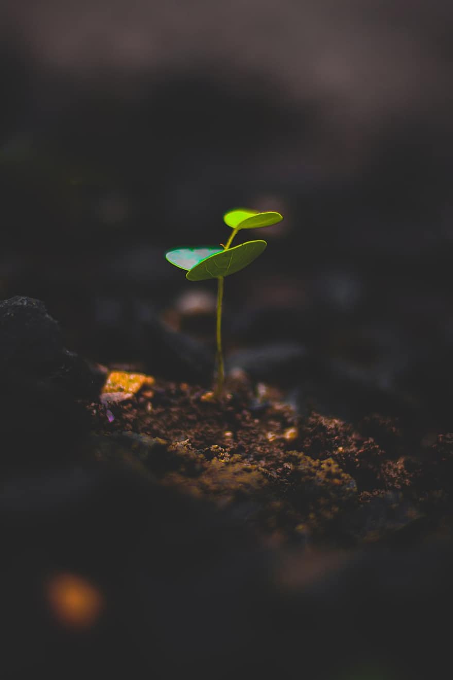 Plant, Growth, Leaf, Green, Sprout, Seedling, Nature, Life, New, Agriculture, Soil