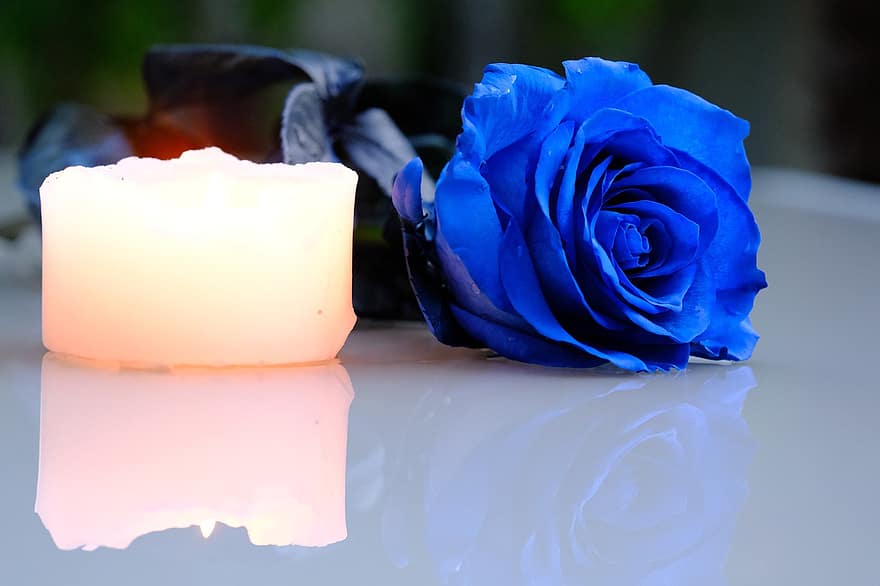 Rose, Blume, Kerze, blaue Rose, Reflexion, Blütenblätter, Rosenblätter, blühen, Rosenblüte