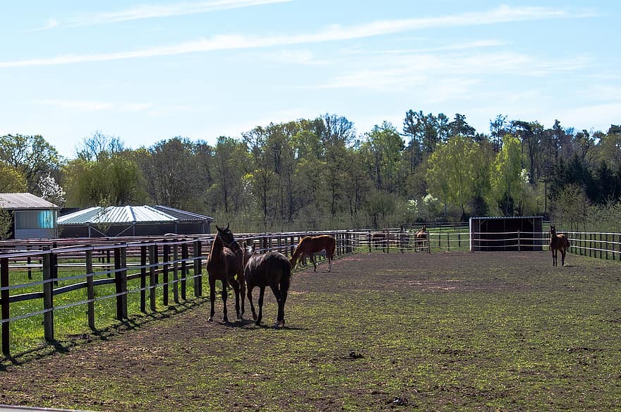 cavalos, Pomar, pasto, rancho, natureza, manhã, cavalo, Fazenda, grama, cena rural, Prado, cerca
