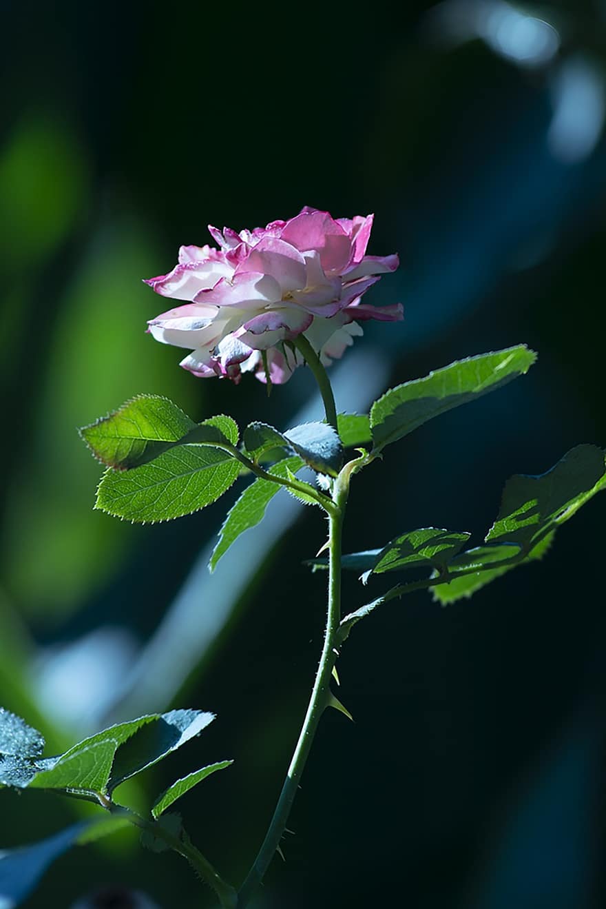 Rosa, Rosa rosada, flor, flor rosa, pétalos, floración, planta, planta floreciendo, planta ornamental, flora, naturaleza