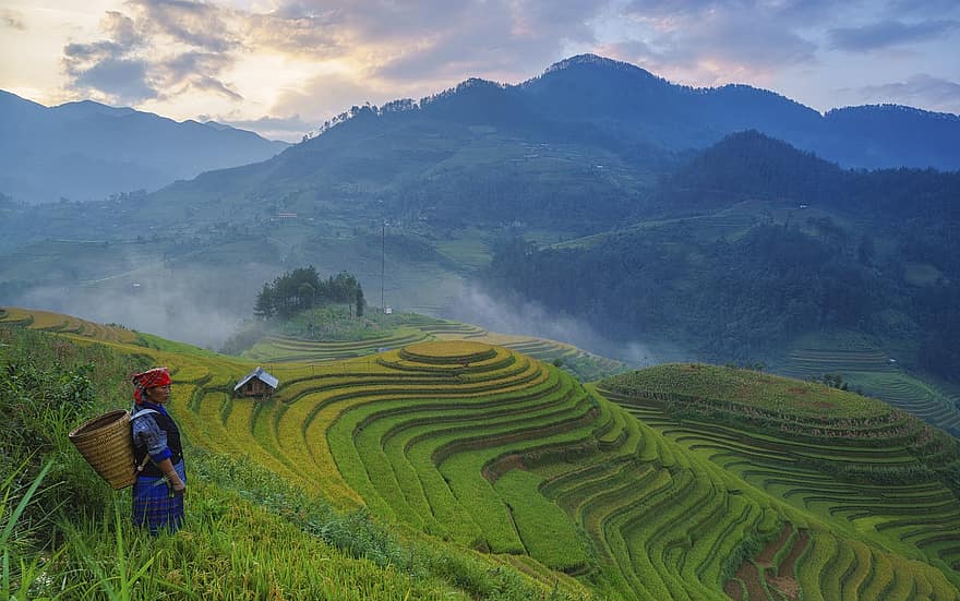 zemědělec, rýžové terasy, hory, rýžová pole, rýže farma, zemědělství, pěstování, farmářka, asijský farmář, Vietnam, mu cang chai