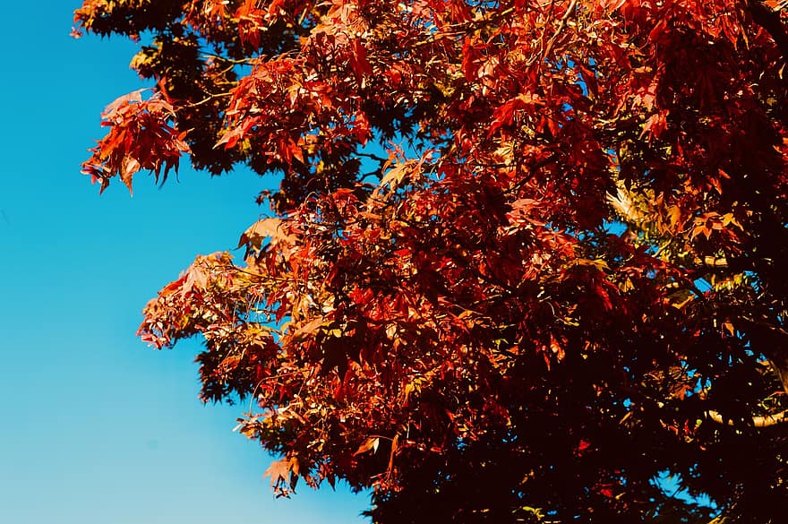 дерево, листя, гілки, клен, падіння, червоне листя, небо, лист, осінь, жовтий, сезон