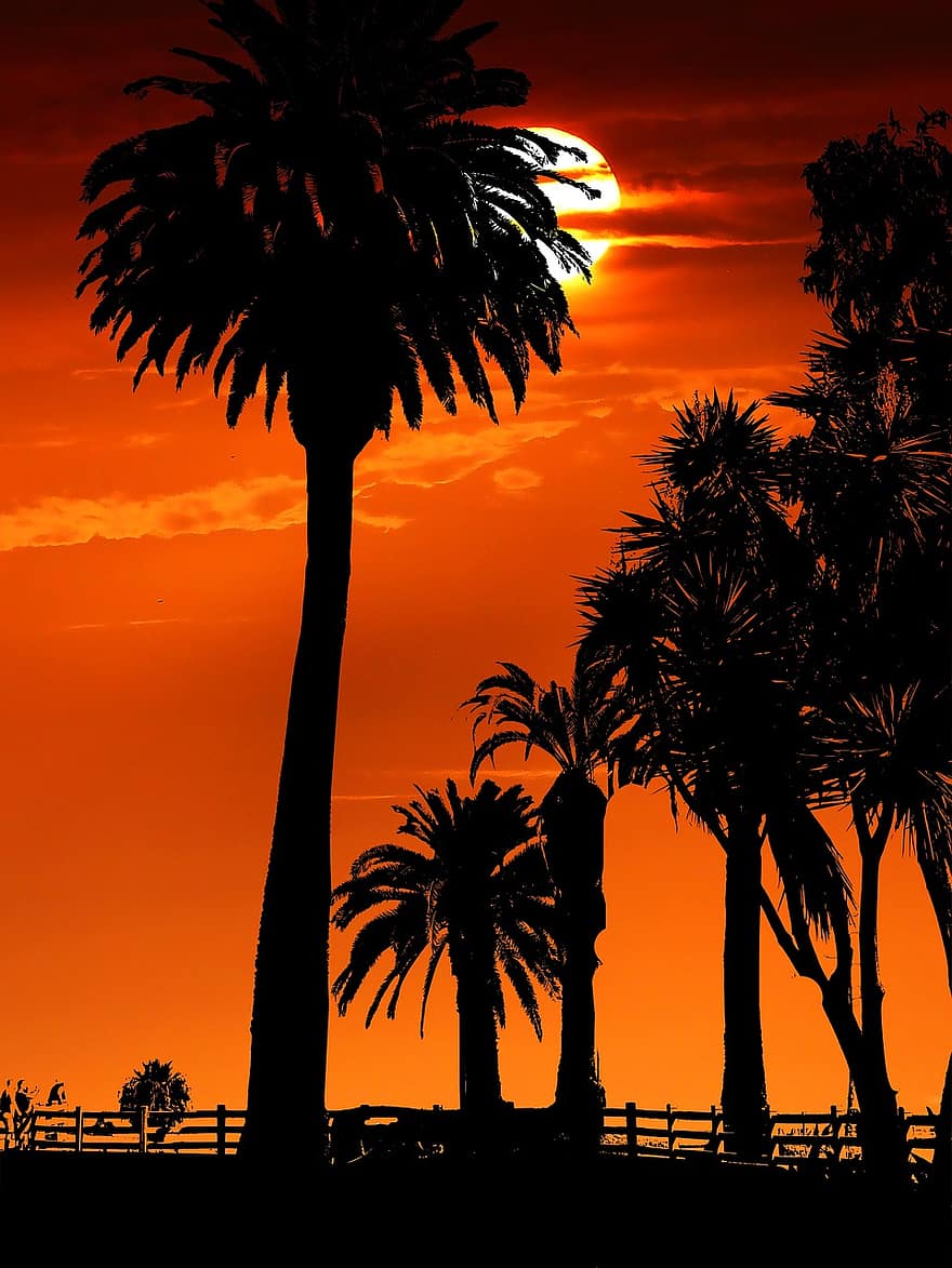 posta de sol, palmeres, platja, oceà, festa, sol, mar, cel, exòtic, Califòrnia, estiu