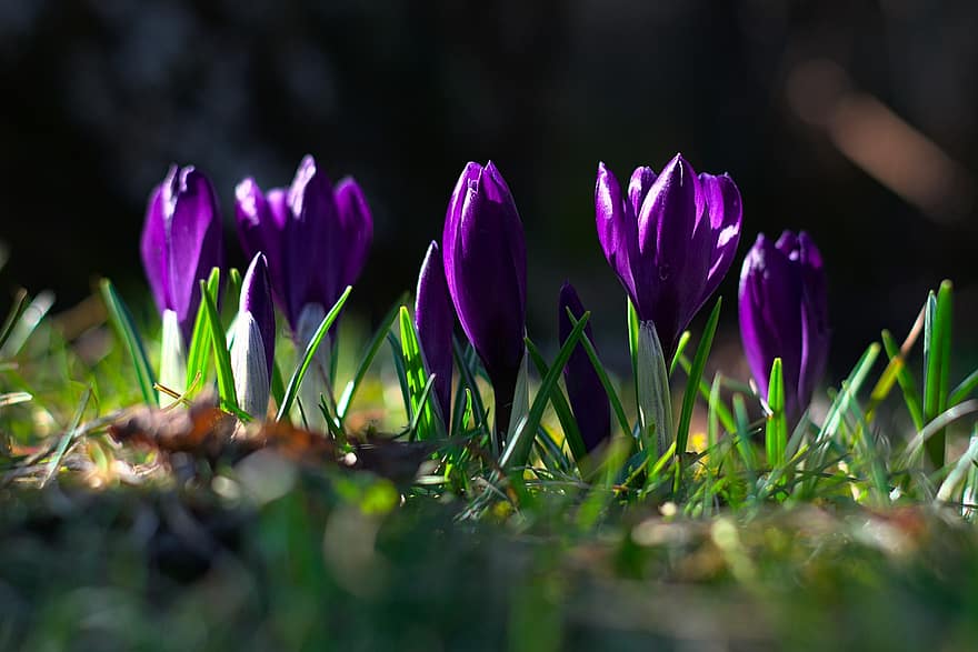 クロッカス、フラワーズ、工場、葉、花びら、紫色の花、咲く、フローラ、春、牧草地、庭園