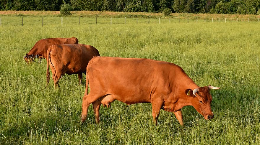 koeien, cattles, vee, farm, dieren, natuur, zoogdieren, landbouw, landelijk, platteland, rundvlees