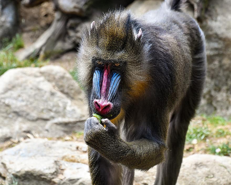beždžionė, mandrill, primatas, beždžionės, žinduolių, užkandis, maisto, spalvinga, gyvūnas
