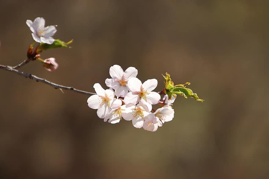 Kirschblüten, Sakura, Blumen, Frühling, Flora, Kirschbaum, blühen