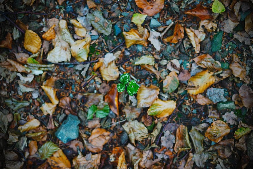 葉、自然、秋、シーズン、バックグラウンド、石、黄、きらきら、森林、閉じる、マルチカラー