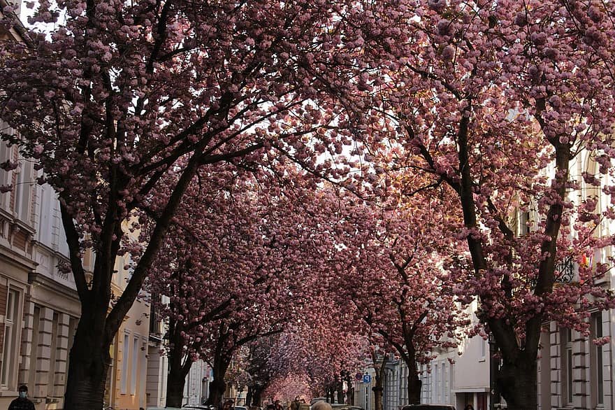 cseresznye virágok, tavaszi, történelmi központ, város, fa, tavasz, virág, rózsaszín szín, virágzik, ág, cseresznyevirág