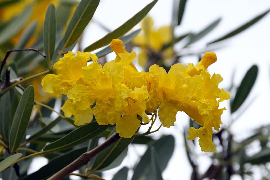 Flower, Tabebuia, Flora, Nature, Bloom, Blossom, yellow, leaf, plant, close-up, flower head