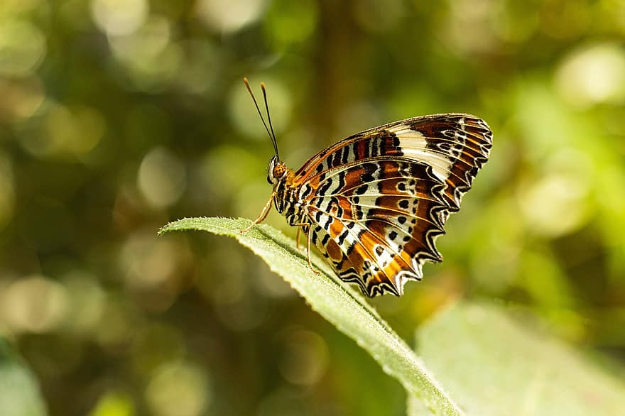 mariposa, insecto, hoja, alas, insecto con alas, alas de mariposa, lepidópteros, entomología, mundo animal, fauna, naturaleza