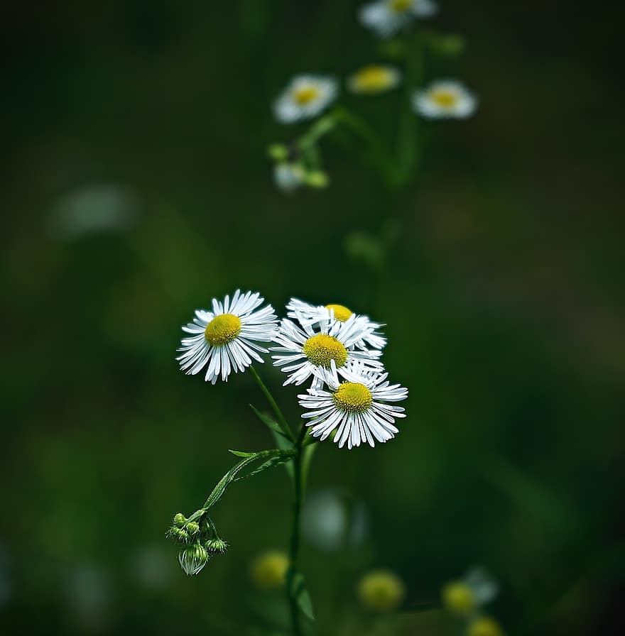 vild, daisy, blommor, vit, gul