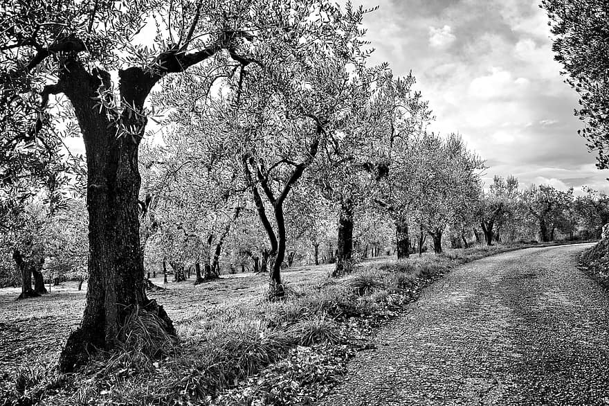 δέντρα, φύση, μονόχρωμος, αγροτικός, σε εξωτερικό χώρο, Τοσκάνη, Via Tavarnuzze