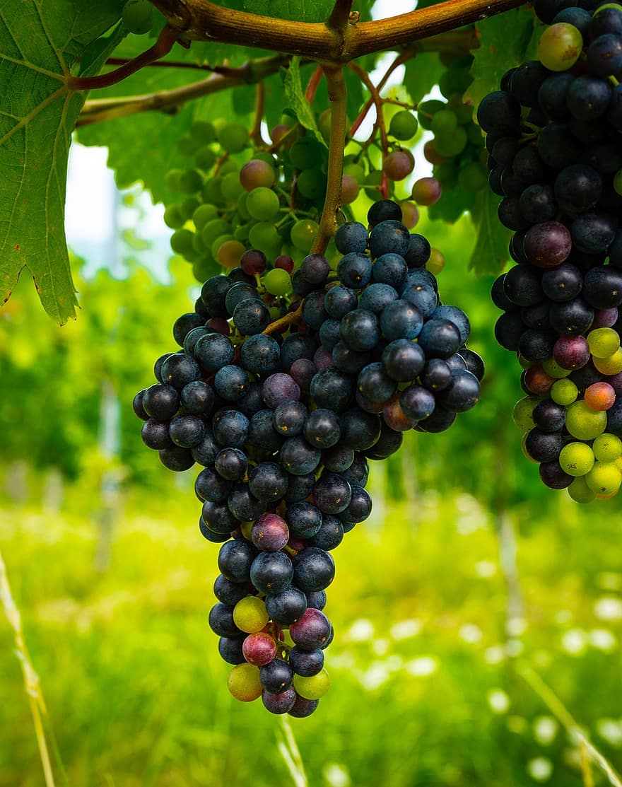 druer, frukt, vingård, grapevine, vinranke, vindyrking, mat, sunn, vitaminer, ernæring