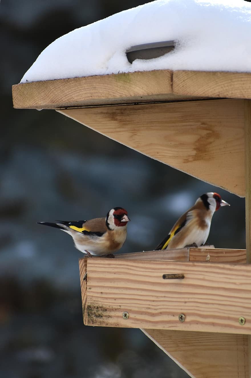 Birds, Goldfinch, Feed, Snow, Garden, Winter, Manger