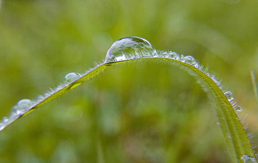 Grass, Blade Of Grass, Drop, Dew, Plant, Drops Of Water, Damp