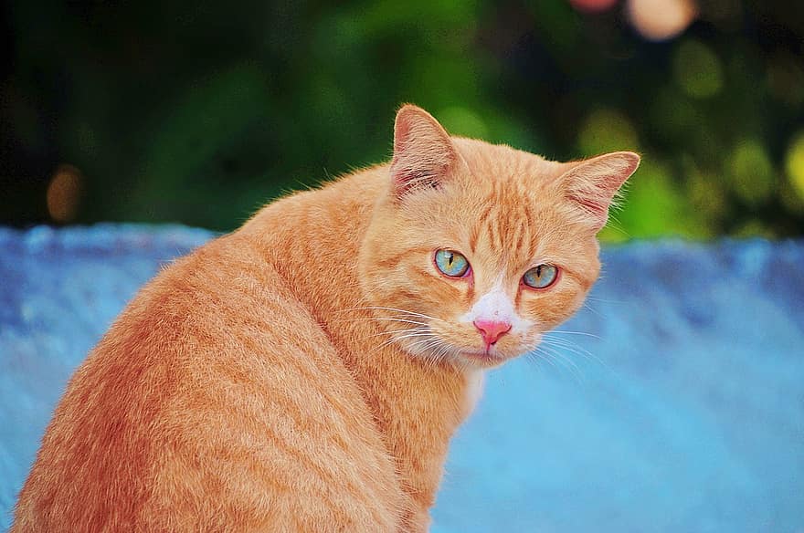 kucing oranye, kucing, kucing rumahan, Jeruk, hewan, anak kucing, licik, membelai
