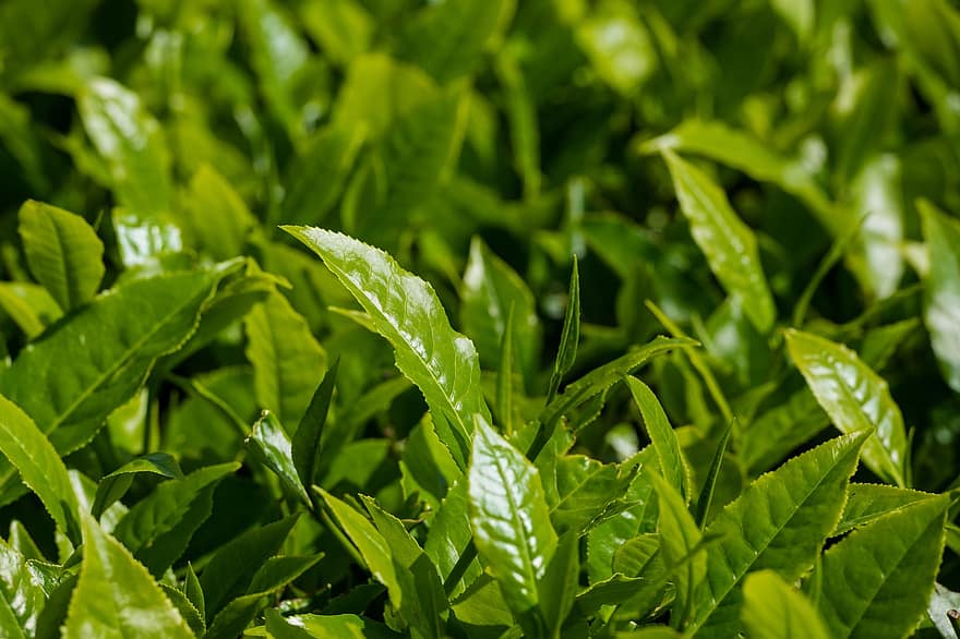 hojas, naturaleza, té verde, botánica, hoja, color verde, planta, frescura, de cerca, verano, crecimiento