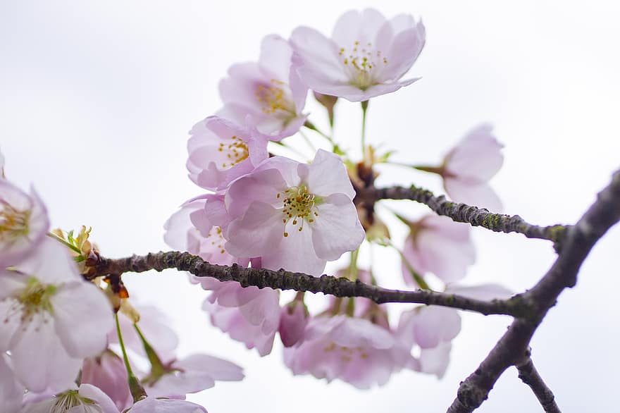 Flowers, Cherry Blossom, Spring, Tree, Blossom, Branches, Bloom, Botany, Petals, flower, close-up