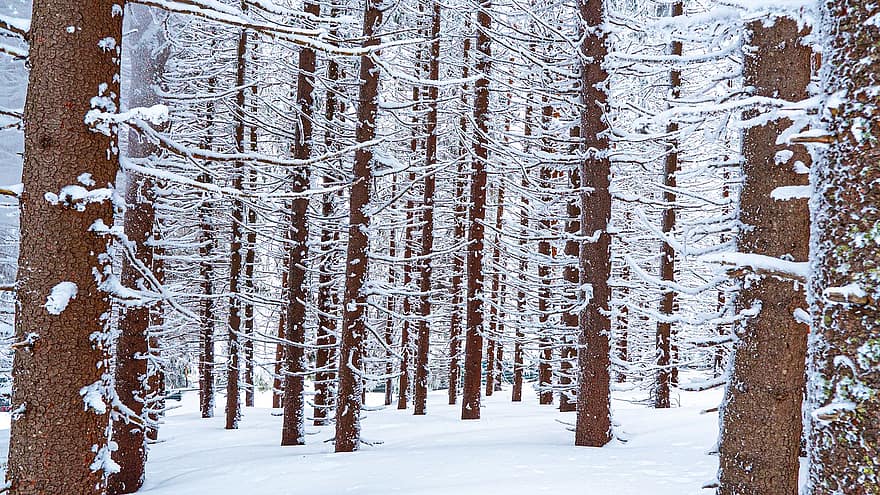hutan, pohon, salju, musim dingin, alam, musim, pemandangan, pohon pinus, latar belakang, batang pohon, cabang