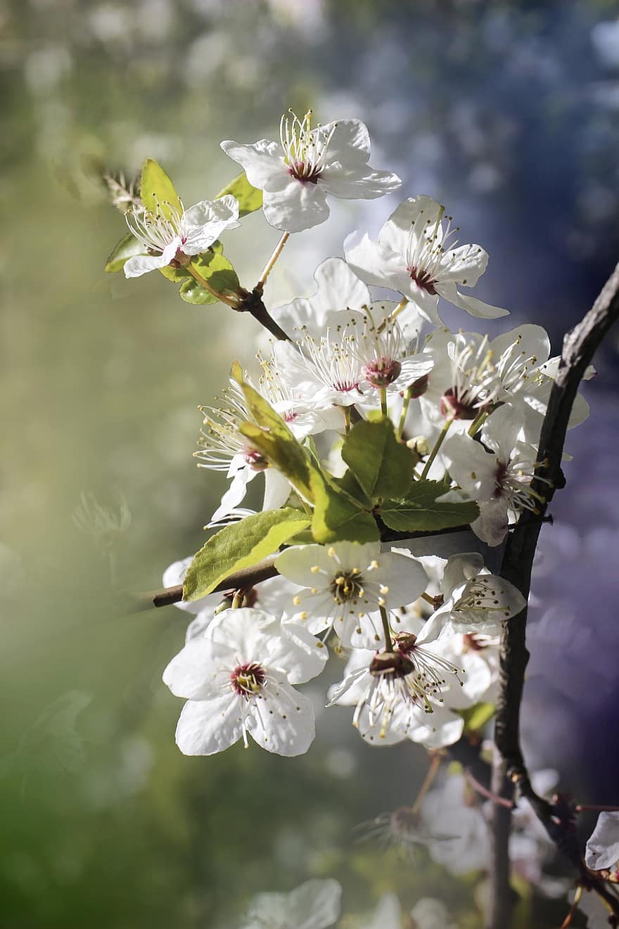 Flowers, Blossoms, White Flowers, Bloom, Branch, Flora, Tree, Botany, Nature, White Petals, Inflorescence