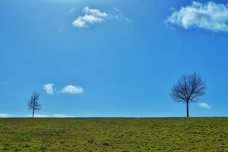 поле, завивать локоны, пейзаж, небо, природа, мир, весна, дерево, синий, трава, сельская сцена