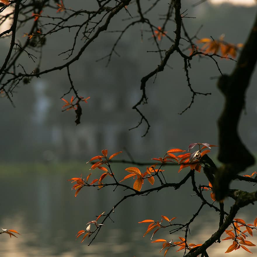 الخريف ، شجرة ، أوراق الشجر ، فيتنام ، هانوي ، غابة