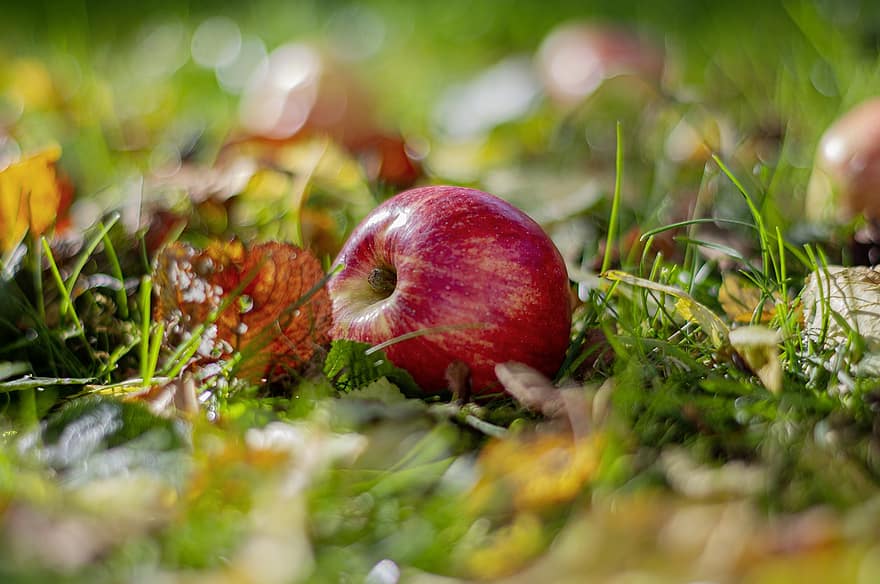 Pomme, pomme rouge, feuilles, fruit, sucré, fraîcheur, fermer, aliments, couleur verte, l'automne, feuille