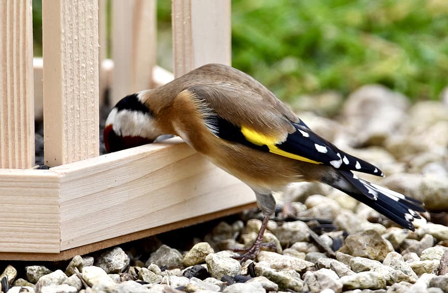 fugl, goldfinch, natur, fauna, næb, fjer, dyr i naturen, tæt på, et dyr, Fuglekiggeri, gul